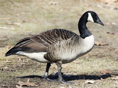 canada goose fabriek